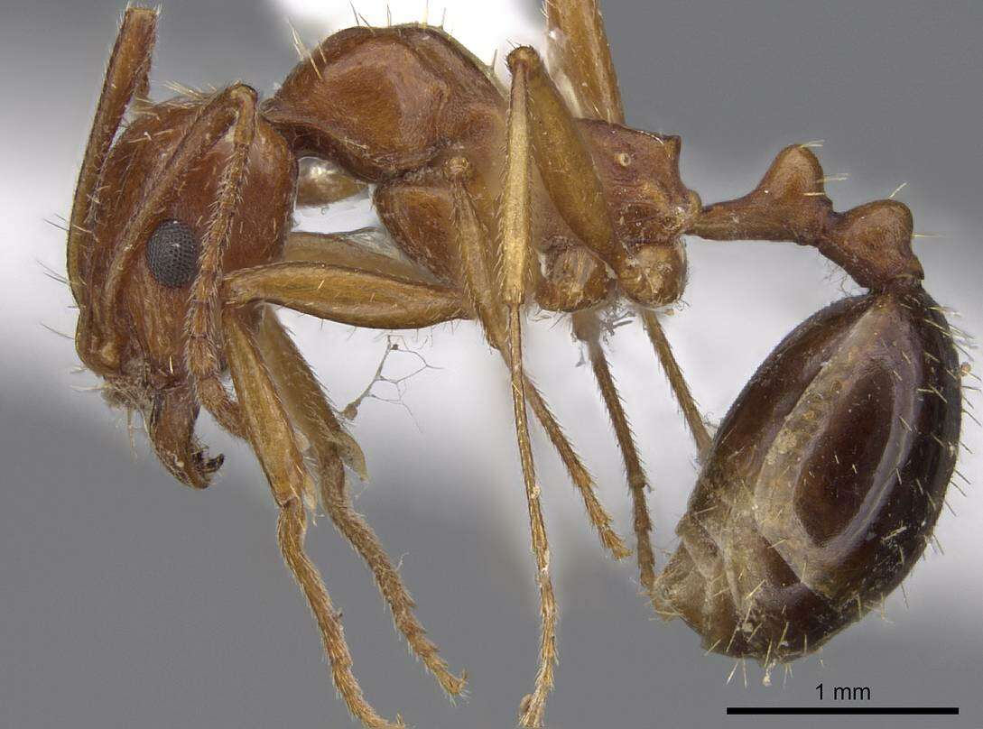 Image of Aphaenogaster uinta Wheeler 1917