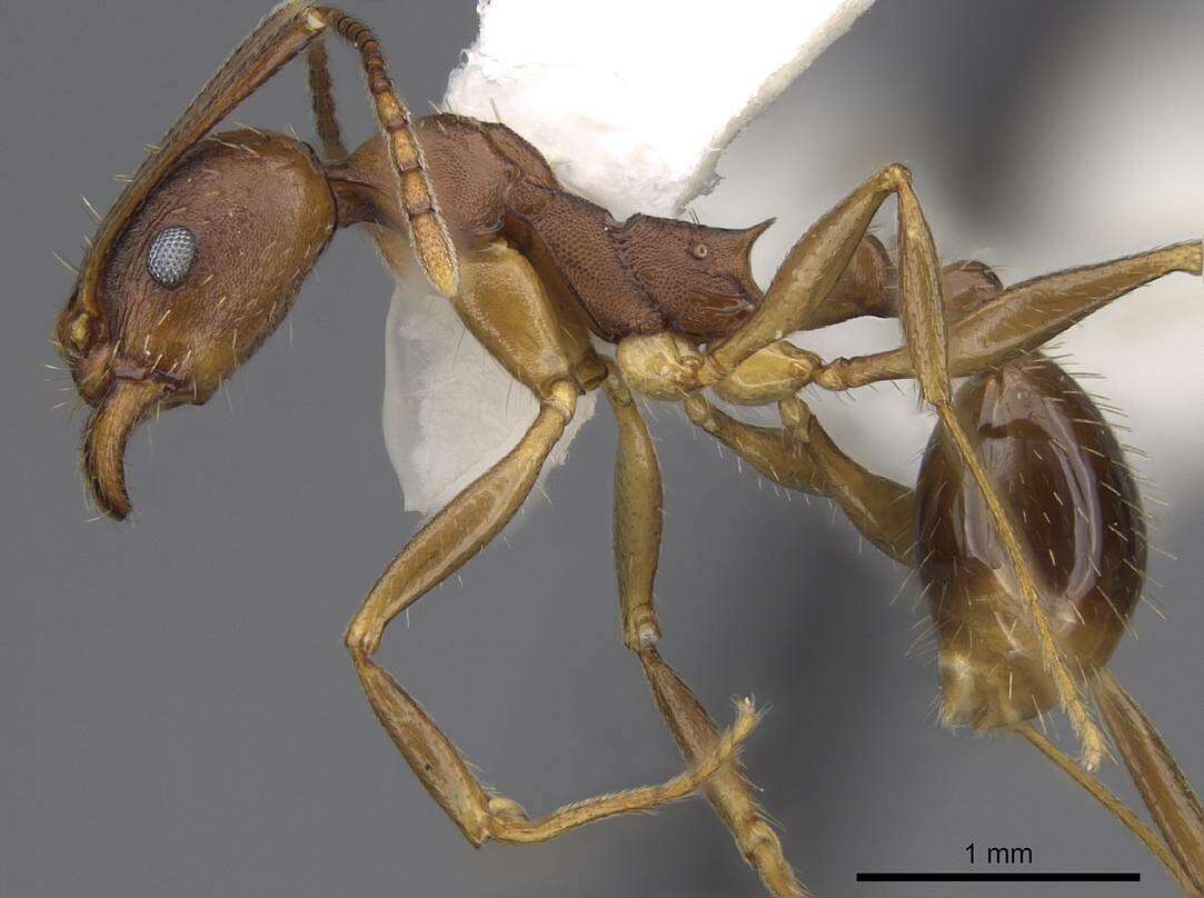 Image of Aphaenogaster rudis