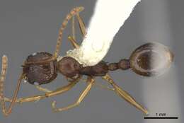 Image of Aphaenogaster picea (Wheeler 1908)