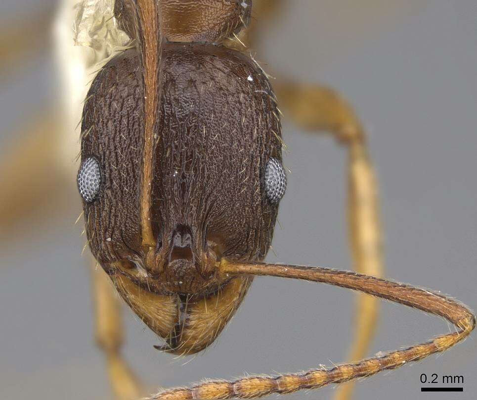 Image of Aphaenogaster picea (Wheeler 1908)