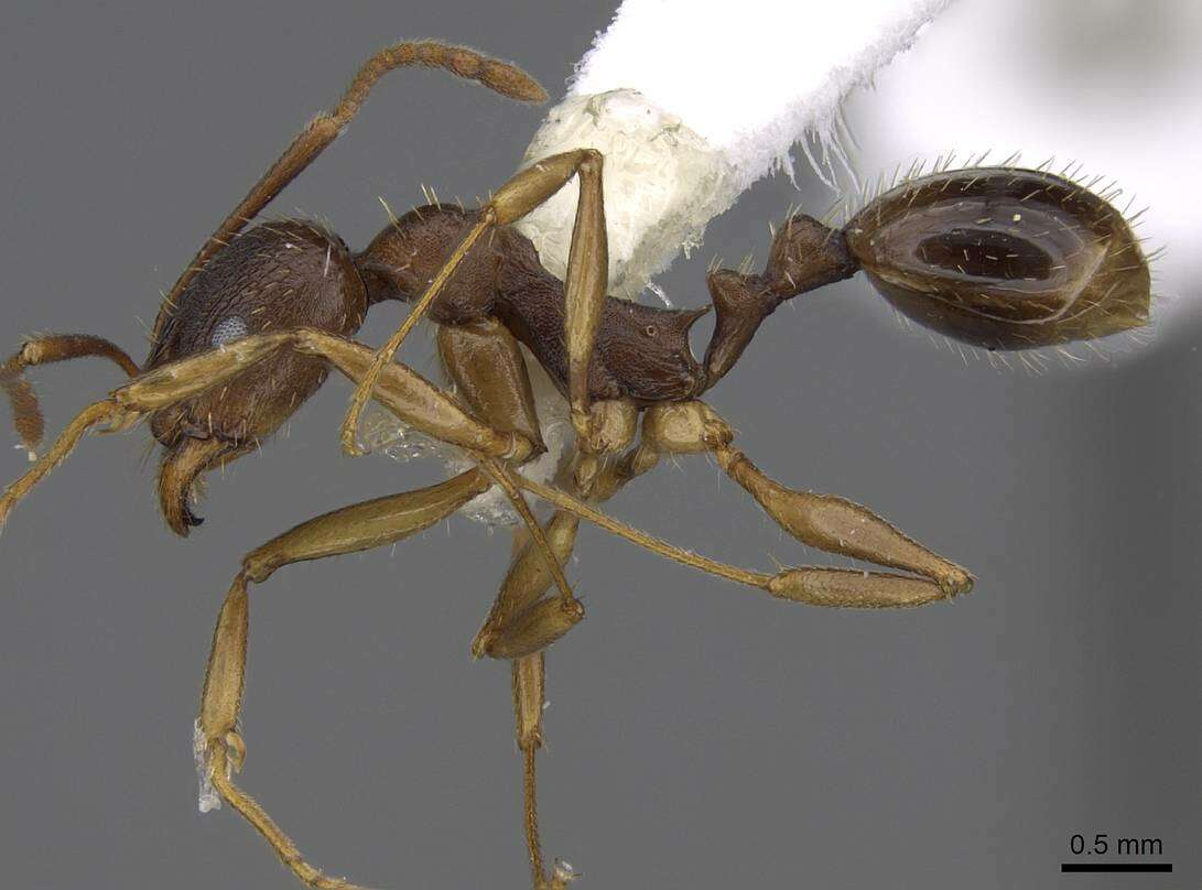 Image of Aphaenogaster picea (Wheeler 1908)