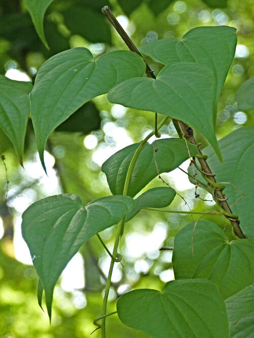 صورة Dioscorea deltoidea Wall. ex Griseb.