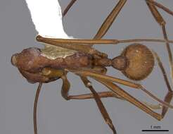 Image of Aphaenogaster araneoides Emery 1890