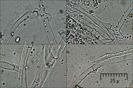 Leucogyrophana mollusca (Fr.) Pouzar 1958 resmi