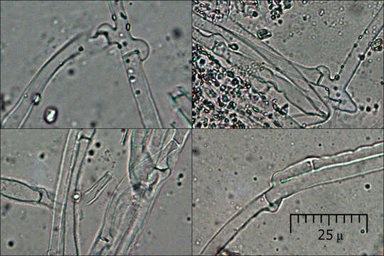 Leucogyrophana mollusca (Fr.) Pouzar 1958 resmi