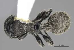 Image of Procryptocerus impressus