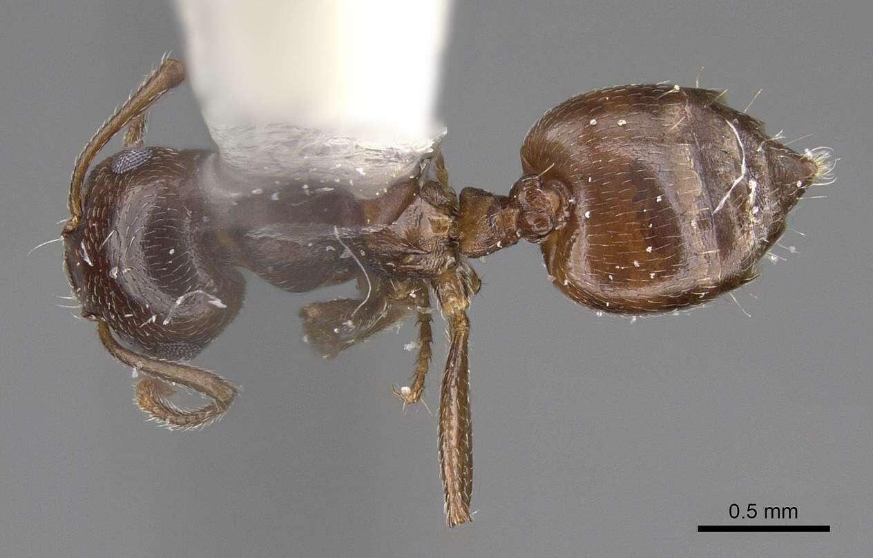 Слика од Crematogaster isolata Buren 1968