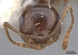 Слика од Crematogaster isolata Buren 1968