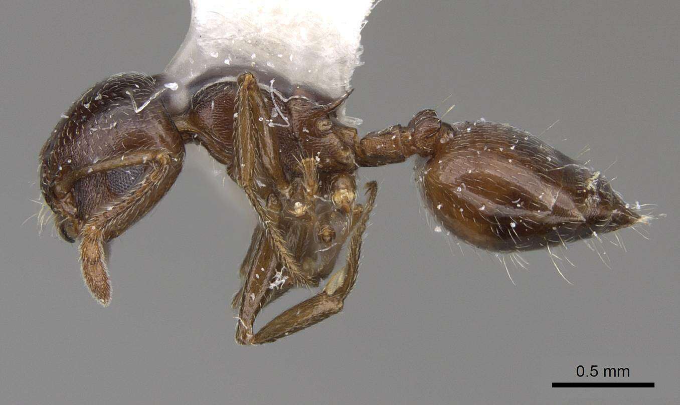 Слика од Crematogaster isolata Buren 1968