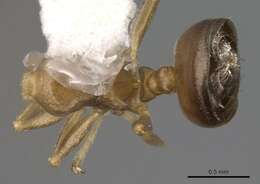 Image of Crematogaster ashmeadi Mayr 1886