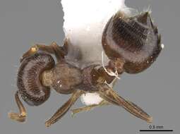 Image of Crematogaster punctulata Emery 1895