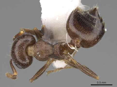 Image de Crematogaster punctulata Emery 1895