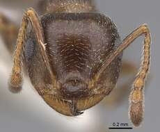 Image of Crematogaster punctulata Emery 1895