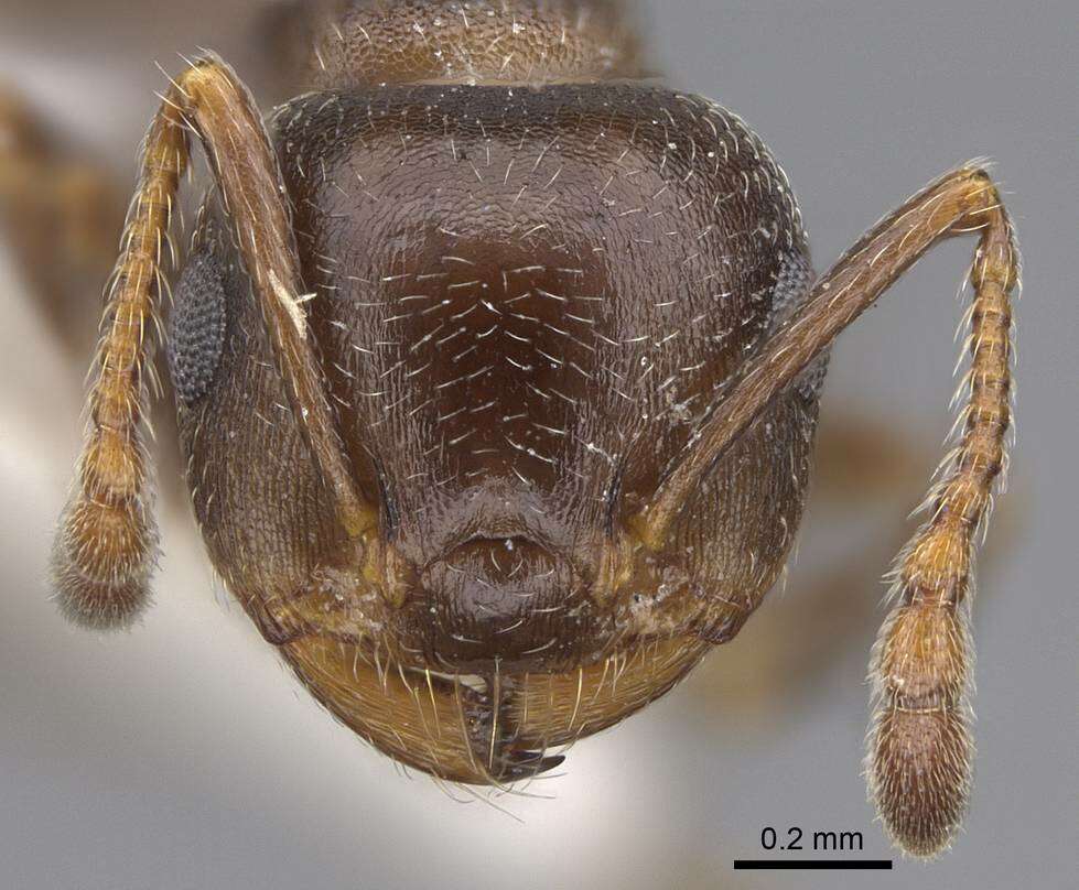 Image of Crematogaster punctulata Emery 1895