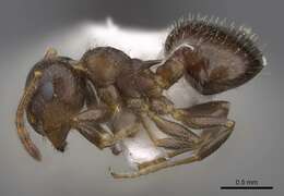 Image of Crematogaster punctulata Emery 1895