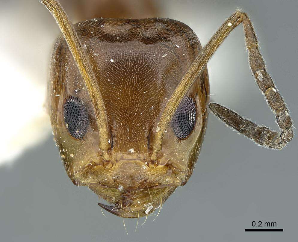 Image of Pyramid Ants