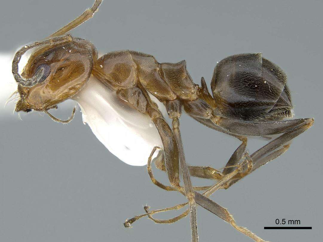 Image of Pyramid Ants