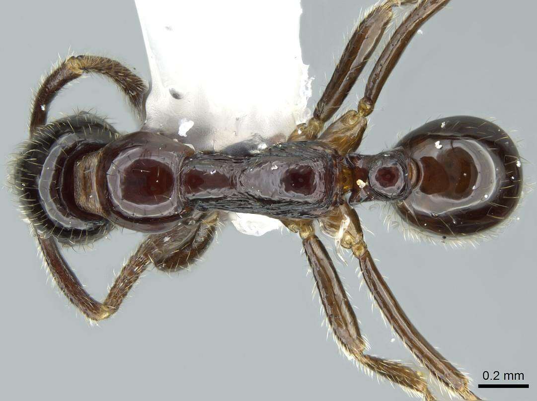 Image of Simopelta laevigata