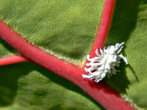 Image of Mealybug destroyer