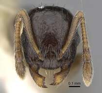 Image of Temnothorax longispinosus