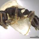 Image of Temnothorax longispinosus