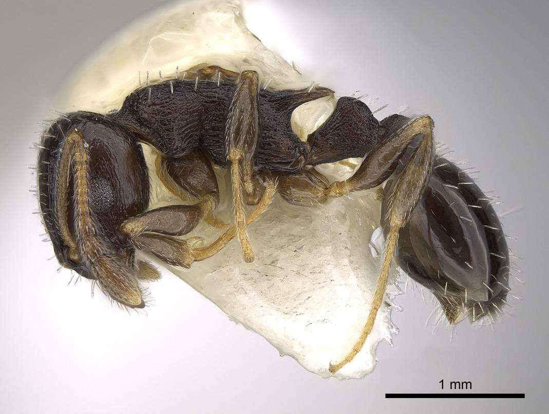 Image of Temnothorax longispinosus