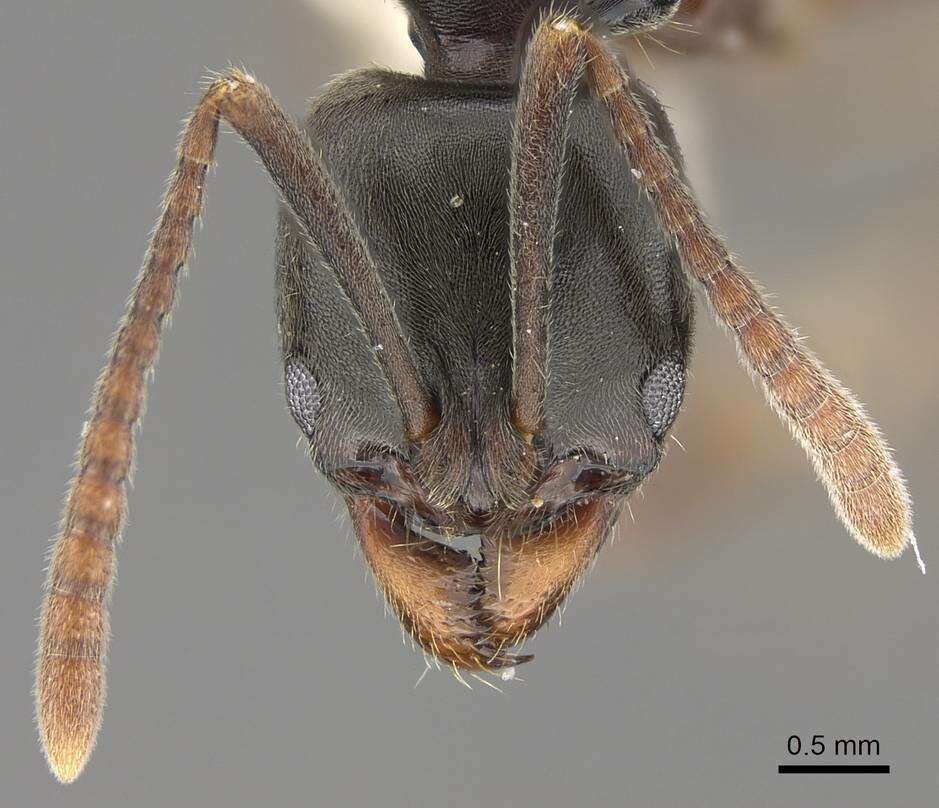 Image of Brachyponera chinensis