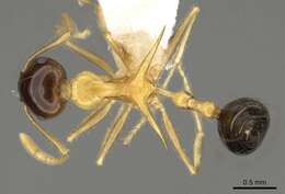 Image of Crematogaster paradoxa Emery 1894