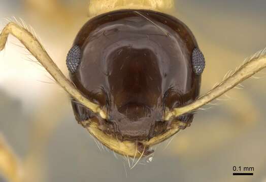 Image of Crematogaster paradoxa Emery 1894