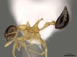 Image of Crematogaster paradoxa Emery 1894