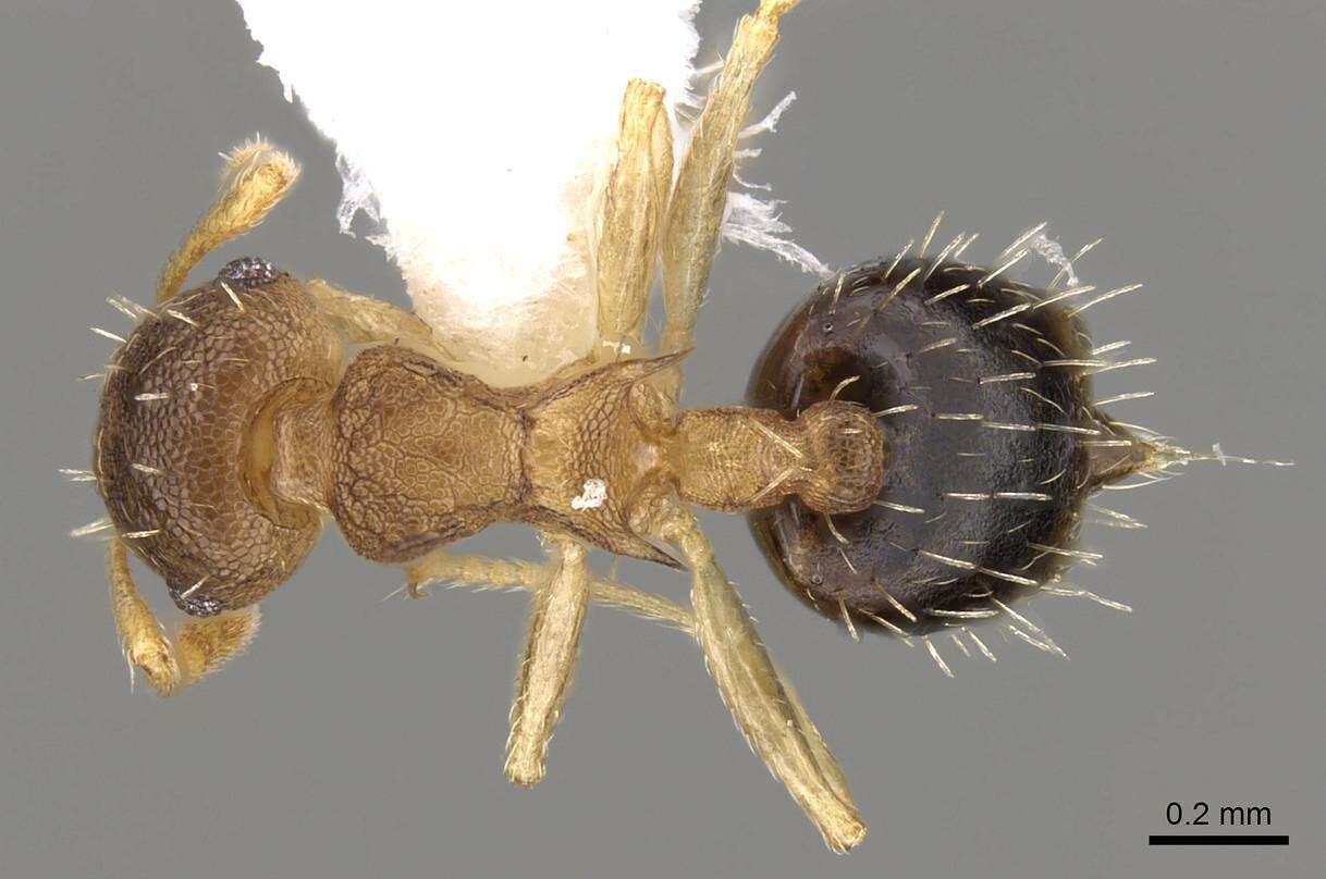 صورة <i>Crematogaster reticulata</i>