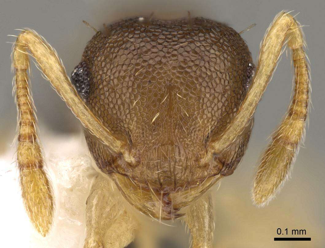 صورة <i>Crematogaster reticulata</i>