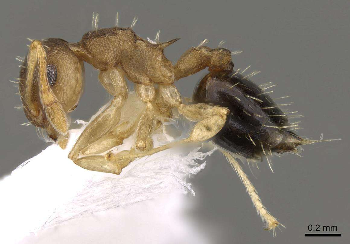 صورة <i>Crematogaster reticulata</i>