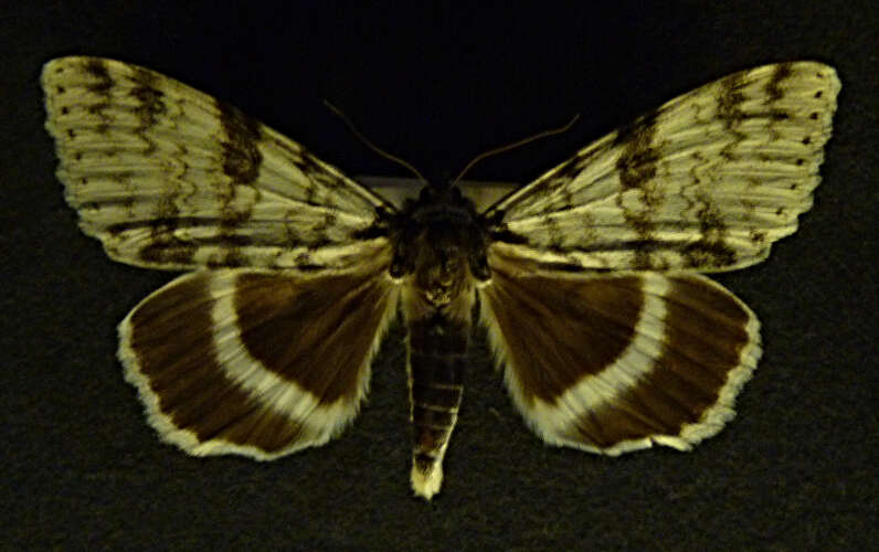 Image of White Underwing, The Relict