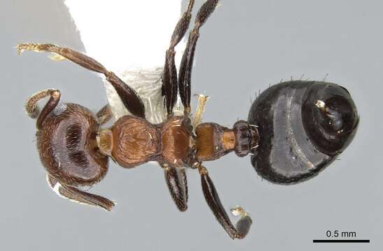 Image of Crematogaster corticicola Mayr 1887