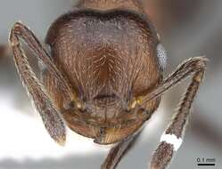 Image of Crematogaster corticicola Mayr 1887