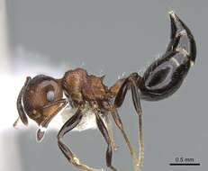 Image of Crematogaster corticicola Mayr 1887