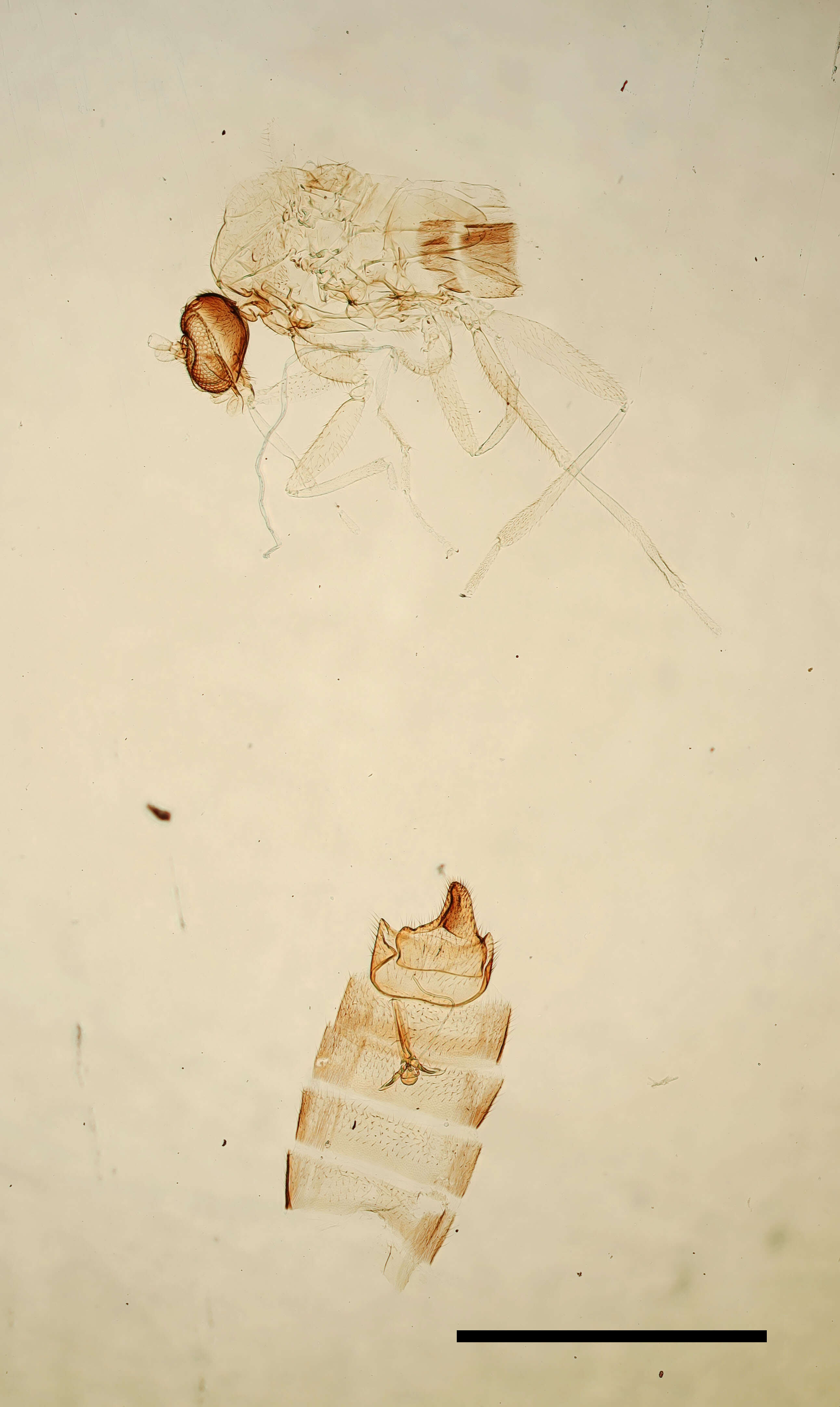 Image of Colobostema brincki Cook 1965