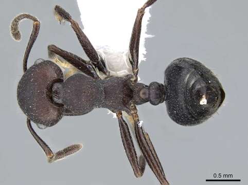 Image of Crematogaster formosa Mayr 1870