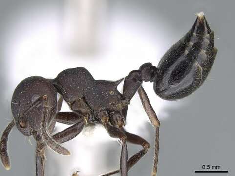 صورة Crematogaster formosa Mayr 1870