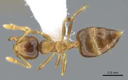 Слика од Crematogaster laevis Mayr 1878