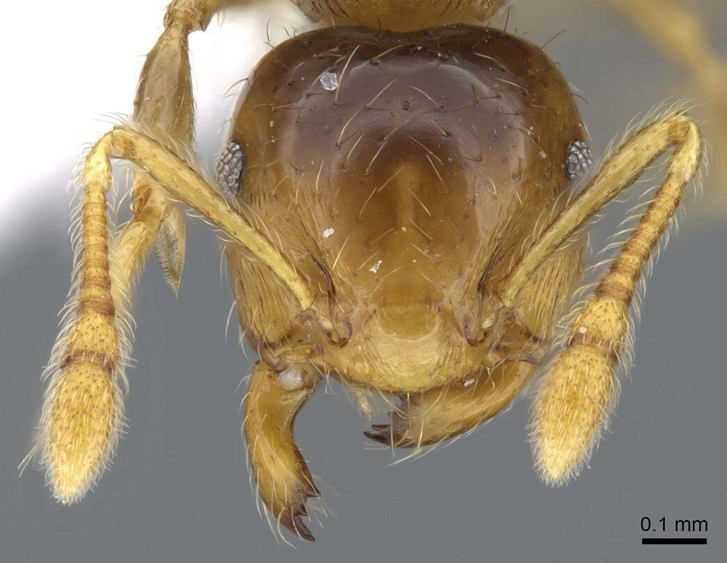 Слика од Crematogaster laevis Mayr 1878