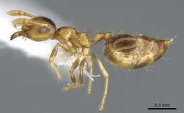 Слика од Crematogaster laevis Mayr 1878