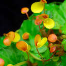 Image of Begonia prismatocarpa Hook.