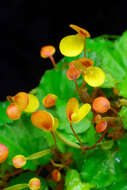 Image of Begonia prismatocarpa Hook.