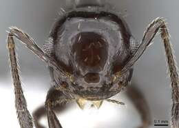 Image of Crematogaster montezumia Smith 1858