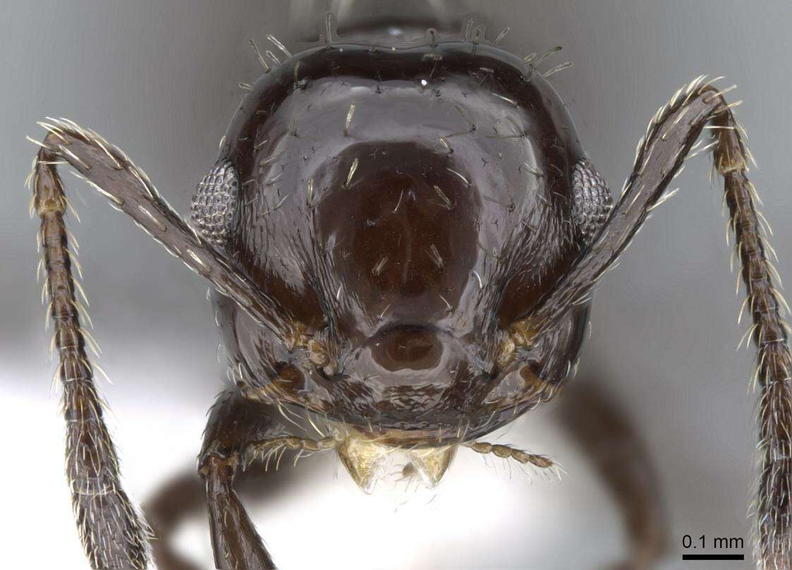 Image of Crematogaster montezumia Smith 1858