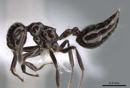 Image of Crematogaster montezumia Smith 1858