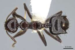 Image of Crematogaster nigropilosa Mayr 1870