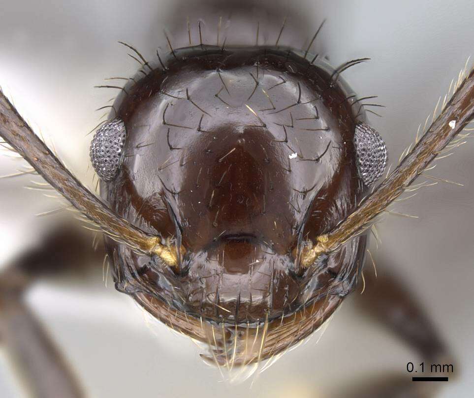 Image of Crematogaster nigropilosa Mayr 1870